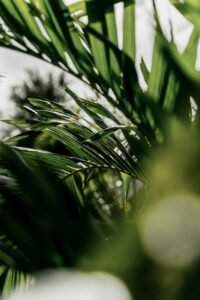 Pack Soin Fraîcheur – Déodorant & Crème Hydratante au choix